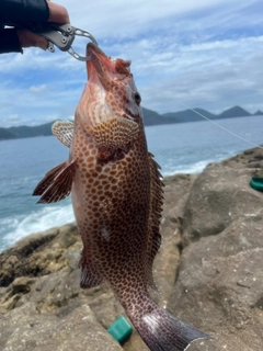 オオモンハタの釣果