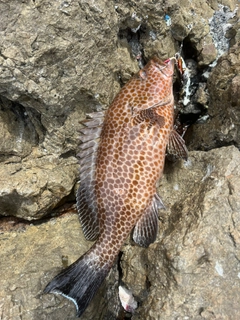 オオモンハタの釣果