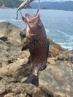 オオモンハタの釣果