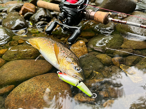 ブラウントラウトの釣果