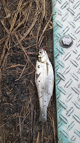 ワタカの釣果