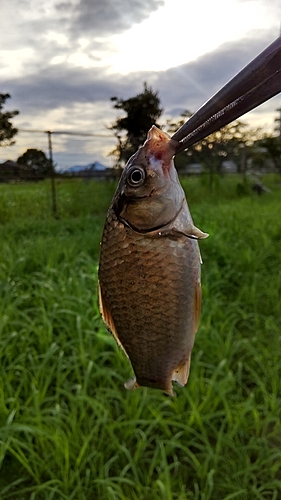 フナの釣果