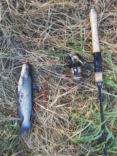 アメリカナマズの釣果