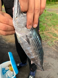 ハガツオの釣果