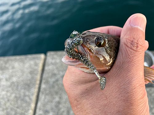 アイナメの釣果