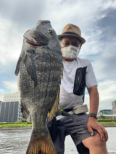 クロダイの釣果