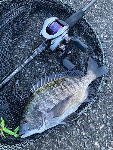 クロダイの釣果