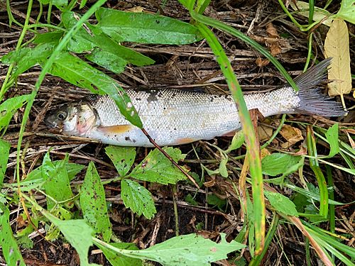 ウグイの釣果