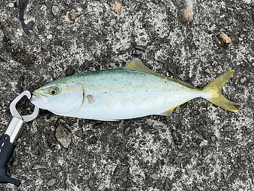 ツバスの釣果