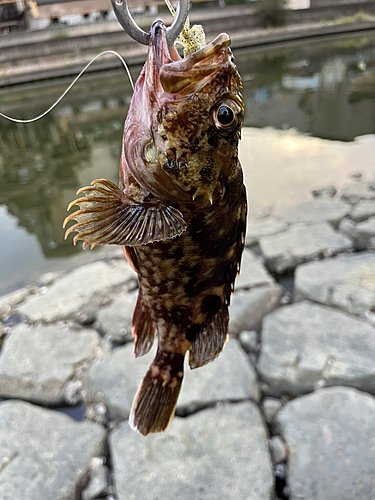 タケノコメバルの釣果