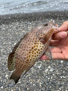 オオモンハタの釣果