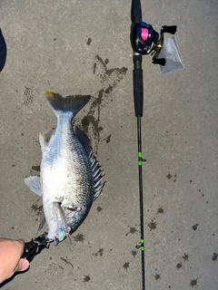 チヌの釣果