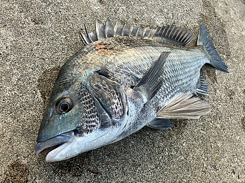 クロダイの釣果