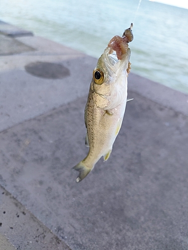 セイゴ（マルスズキ）の釣果