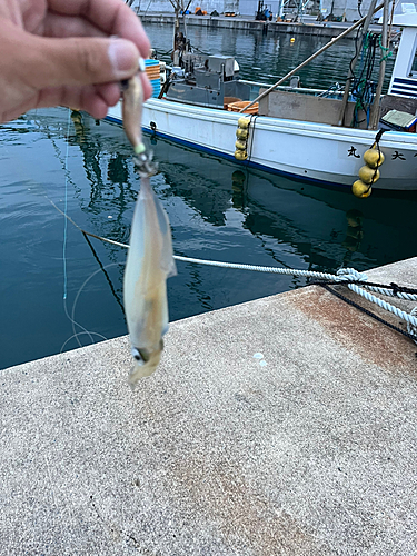 イカの釣果