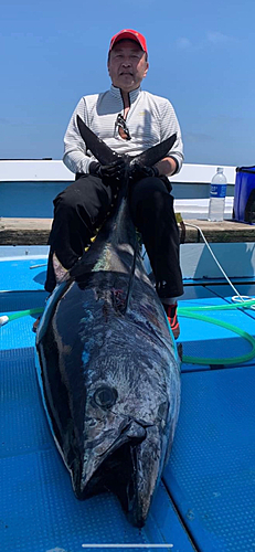 クロマグロの釣果