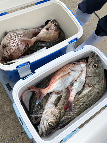 マダイの釣果