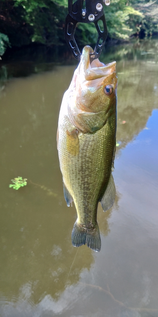 カマス