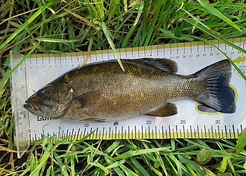 スモールマウスバスの釣果