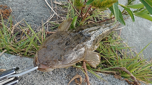 マゴチの釣果