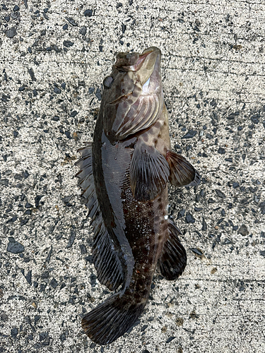 チャイロマルハタの釣果