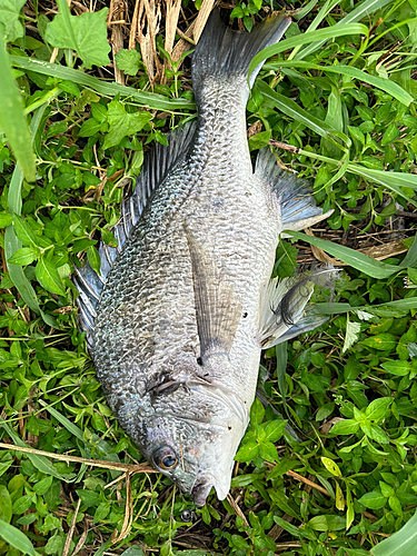 キビレの釣果