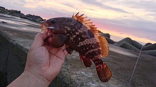 キジハタの釣果