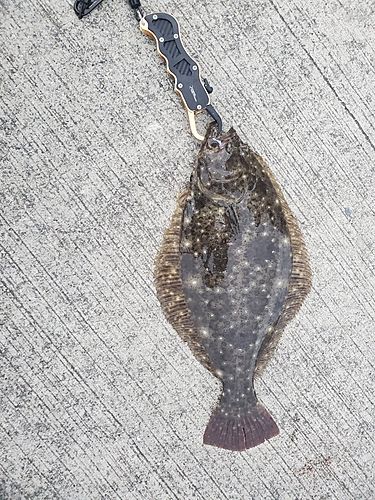 ソゲの釣果