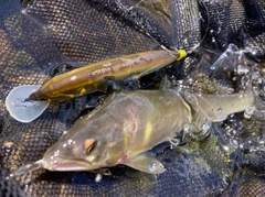 アユの釣果