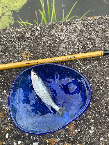 オイカワの釣果