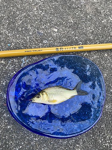 フナの釣果