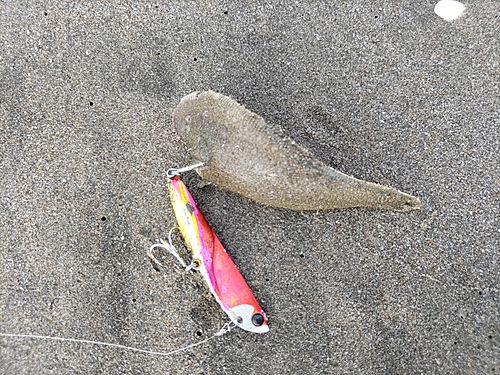 シタビラメの釣果