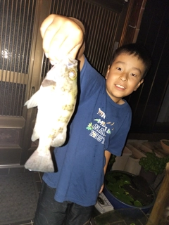 クロメバルの釣果