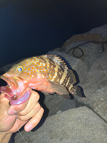 アコウの釣果