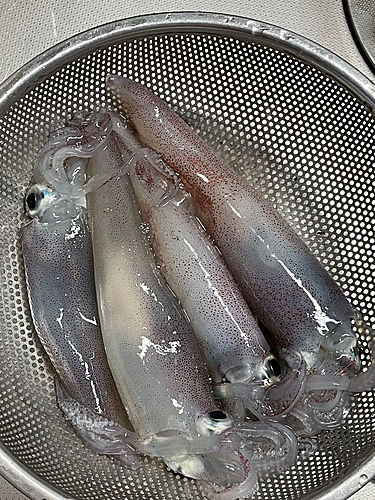 ケンサキイカの釣果