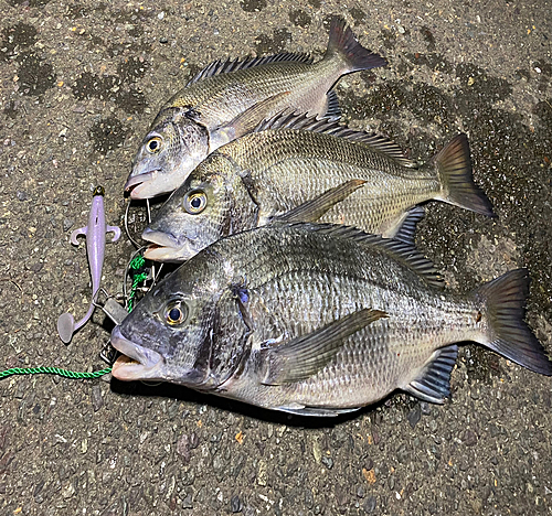 クロダイの釣果