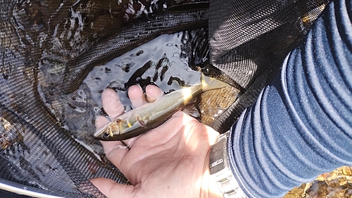 アユの釣果