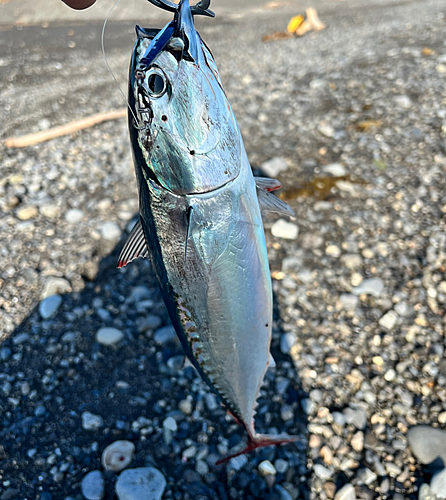 ソウダガツオの釣果