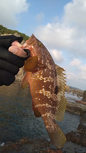 キジハタの釣果