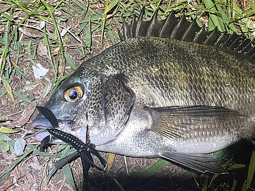 チヌの釣果