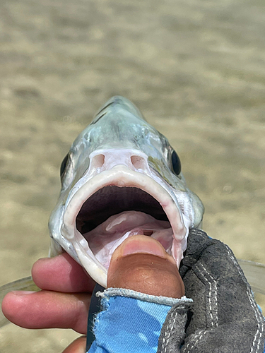 クロヒラアジの釣果