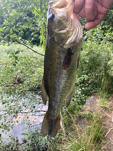 ラージマウスバスの釣果