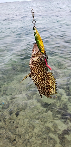 イシミーバイの釣果