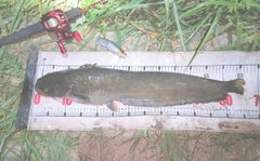 ナマズの釣果