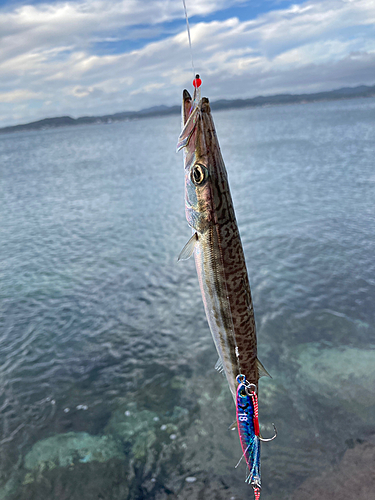 カマスの釣果