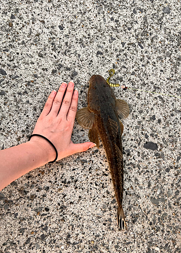 マゴチの釣果