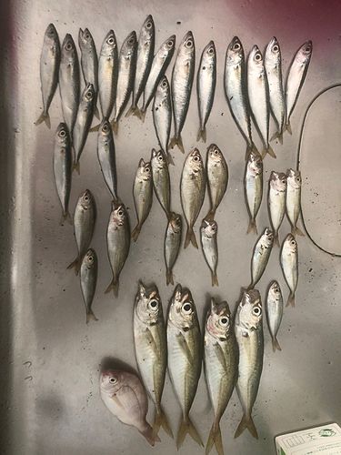 アジの釣果