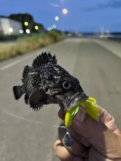 クロソイの釣果