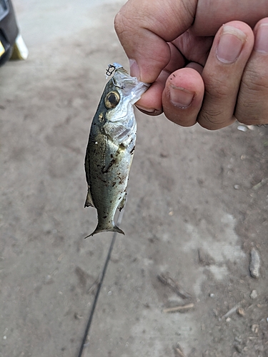 スズキの釣果