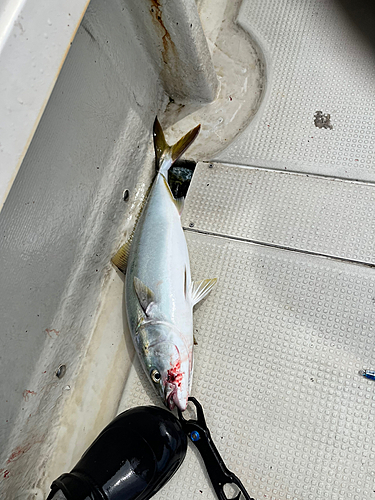 ハマチの釣果